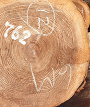 長尺もの(小国杉)